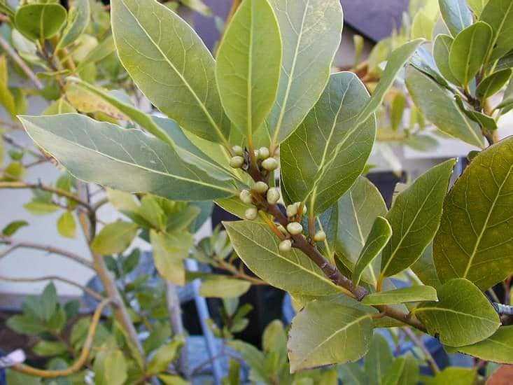 Bay Leaf