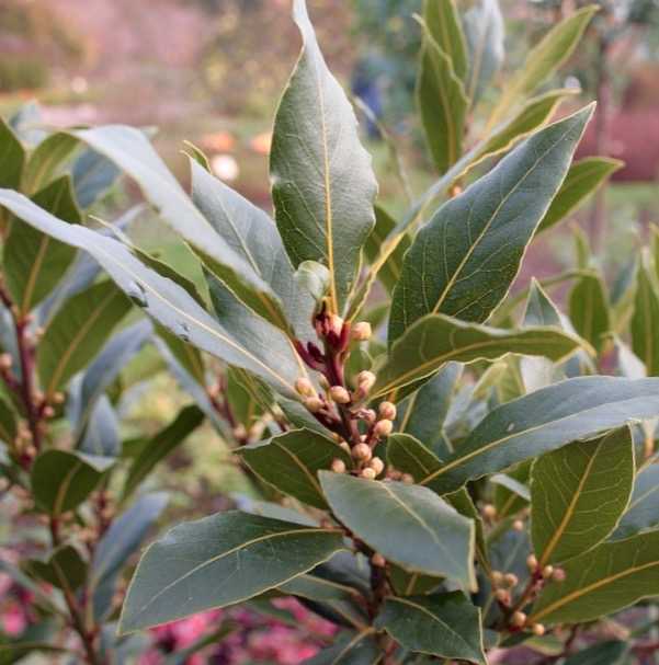 Bay Leaf